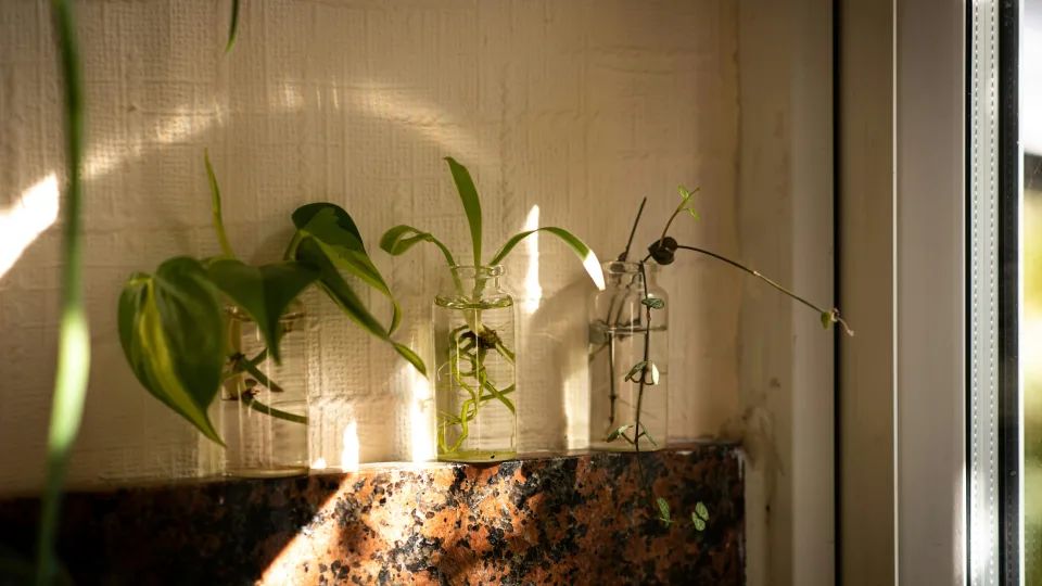 5 nepaprasti augalai, kuriuos privalai dauginti jau sausį: pavasarį sodinukų turėsi nemokamai