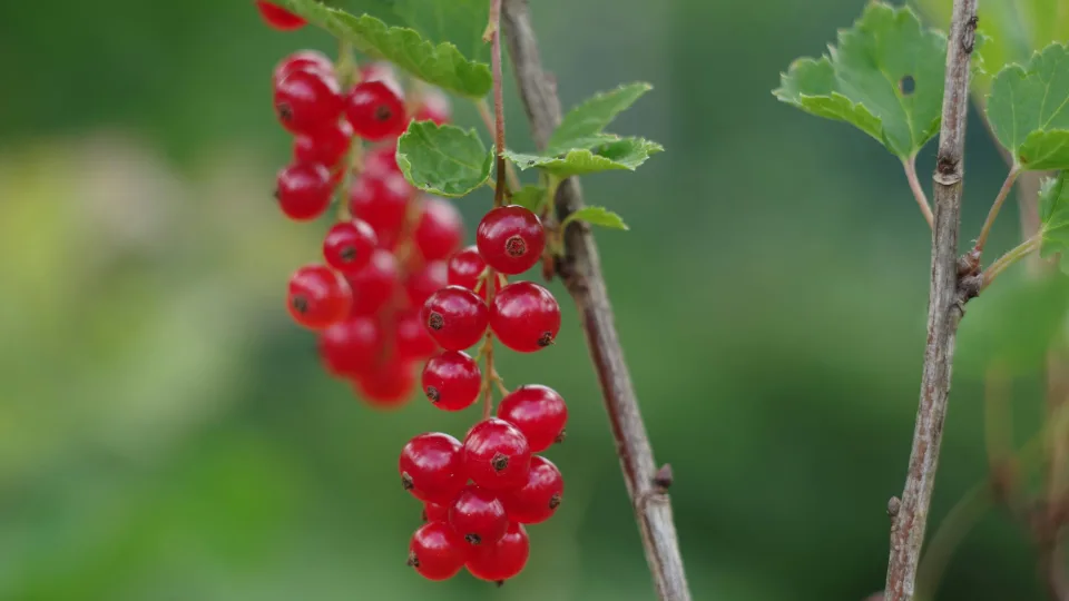 Sodininkai perspėja: neteisingas žiemos genėjimas gali palikti serbentus beveik be uogų
