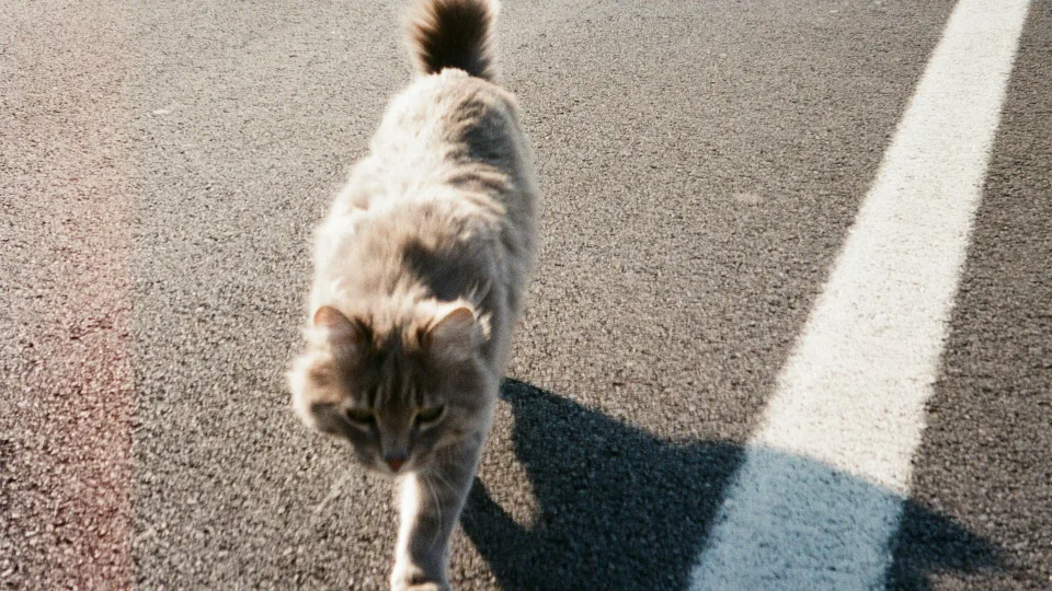 Instinktas ar stebuklas? Katinas dingo Ispanijoje ir netikėtai atsirado prie namų Prancūzijoje