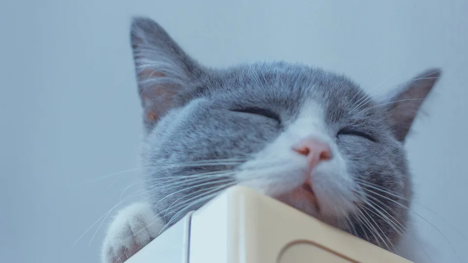 Veterinarai perspėja: šis nekaltas katės įprotis gali slėpti rimtas sveikatos problemas