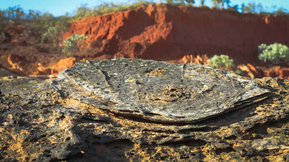 Mokslininkai apstulbę: Australijoje aptikta didžiausia dinozaurų pėdsakų kolekcija pasaulyje