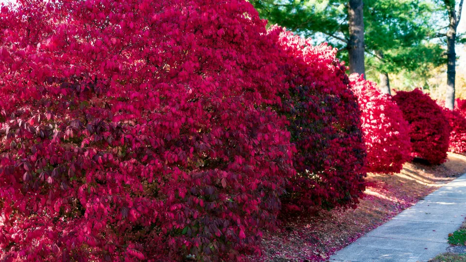 Pasodink šioje vietoje ir pamiršk rūpesčius: įspūdingas krūmas sausai, skurdžiai žemei
