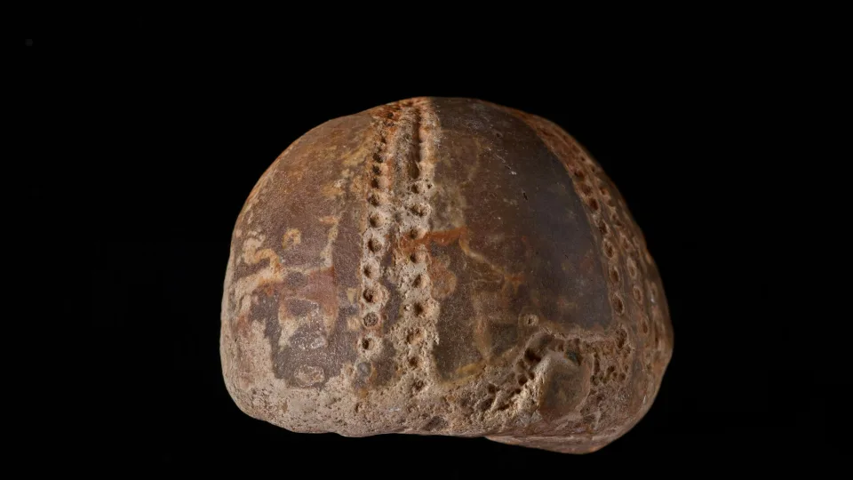 Mokslininkai nustebo: atrastas milžiniškas senovės šimtakojis, dydžiu pranokstantis žmogų