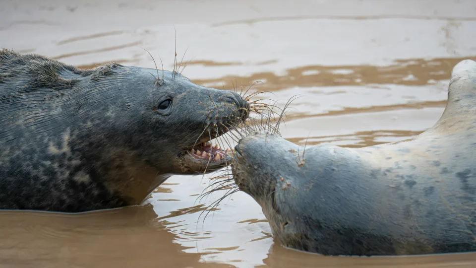 Mokslininkai atskleidė: kai kurie gyvūnai vieni kitus šaukia vardais, kaip tai daro žmonės