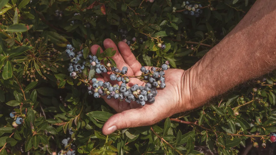 Šių augalų niekada nesodinkite šalia šilauogių: sustabdys augimą ir sunaikins derlių