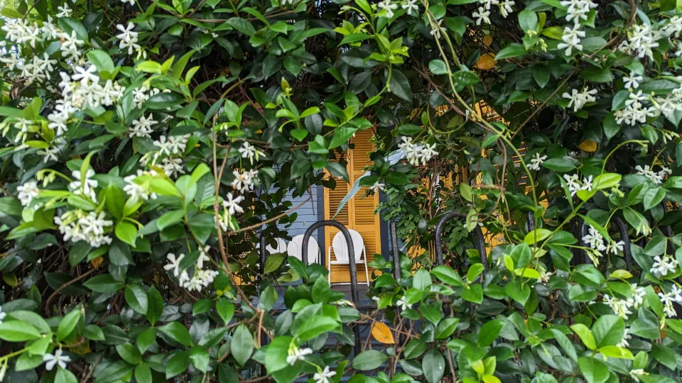 Ši stebuklinga gyvatvorė apgauna net ekspertus: atrodo kaip buksmedis, bet jos nepuola kenkėjai