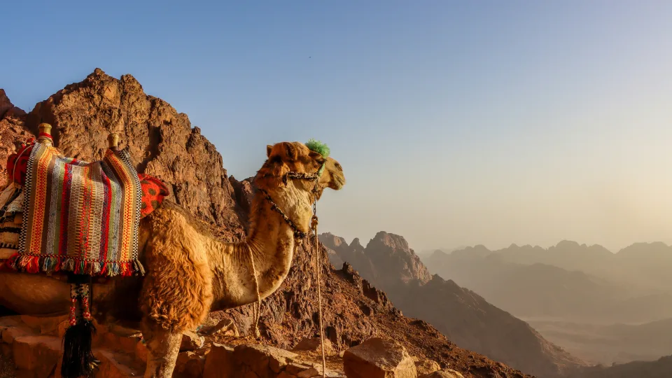 Dykumoje aptikti paslaptingi piešiniai atskleidžia šiurpią Sinajaus užkariavimo tiesą