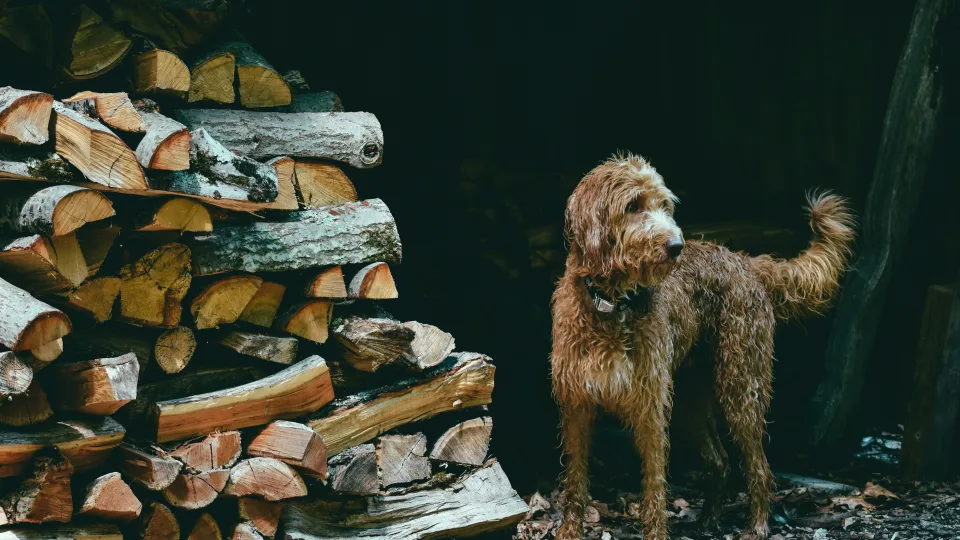 Ar tikrai galima laikyti šunį kieme? Atsakymai, kurie verčia pasijusti nepatogiai