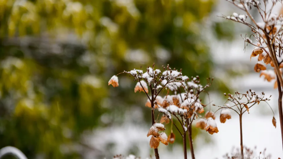 Sniegas apgauna net patyrusius: viena daržininkų klaida žiemą sunaikina derlių dar prieš pavasarį