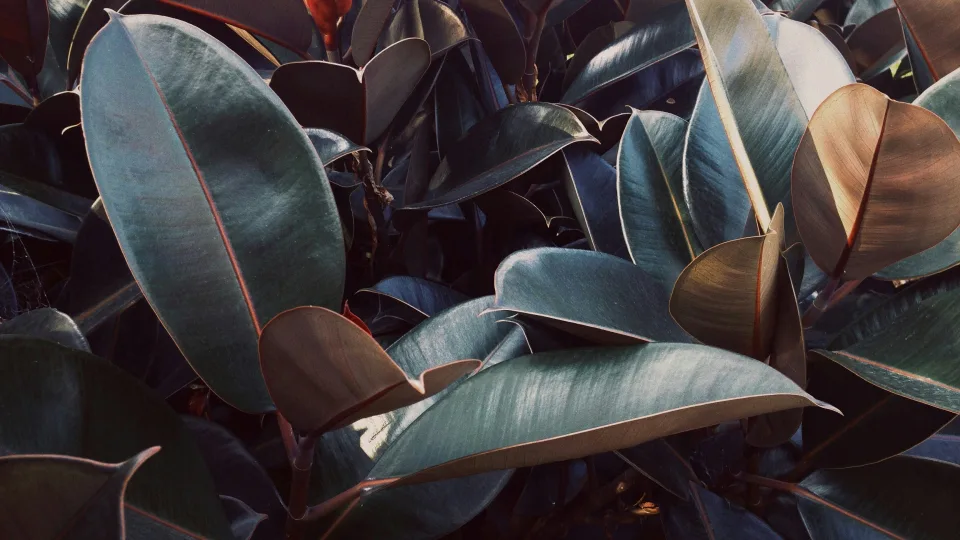 Štai kodėl jūsų fikusas masiškai meta lapus: viena paprasta naminė trąša jį išgelbės