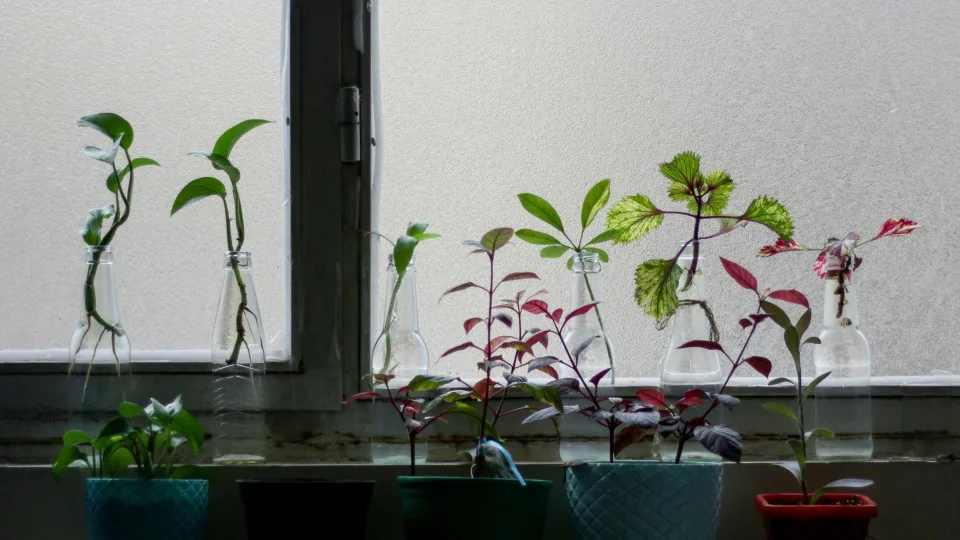 Žiemos stebuklas: kaip nemokamai padauginti mėgstamus augalus iš sumedėjusių ūglių