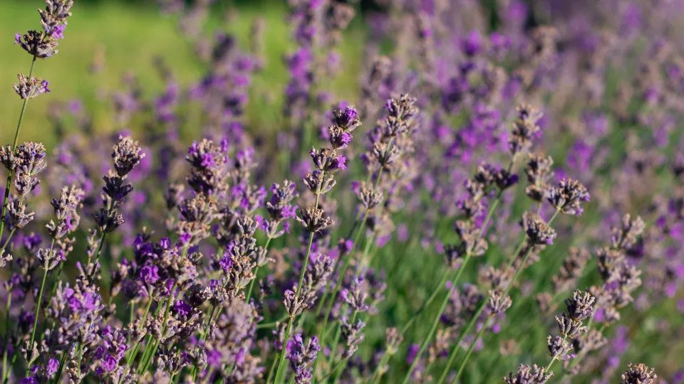 Sodininkai šiurpsta: viena klaida rudenį visam laikui sunaikins levandas