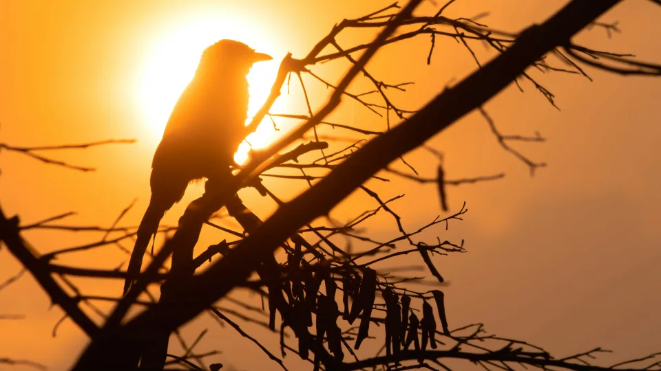 Mokslininkai aptiko klastingą paukštį melagį: apgaudinėja kitus gyvūnus dėl naudos sau