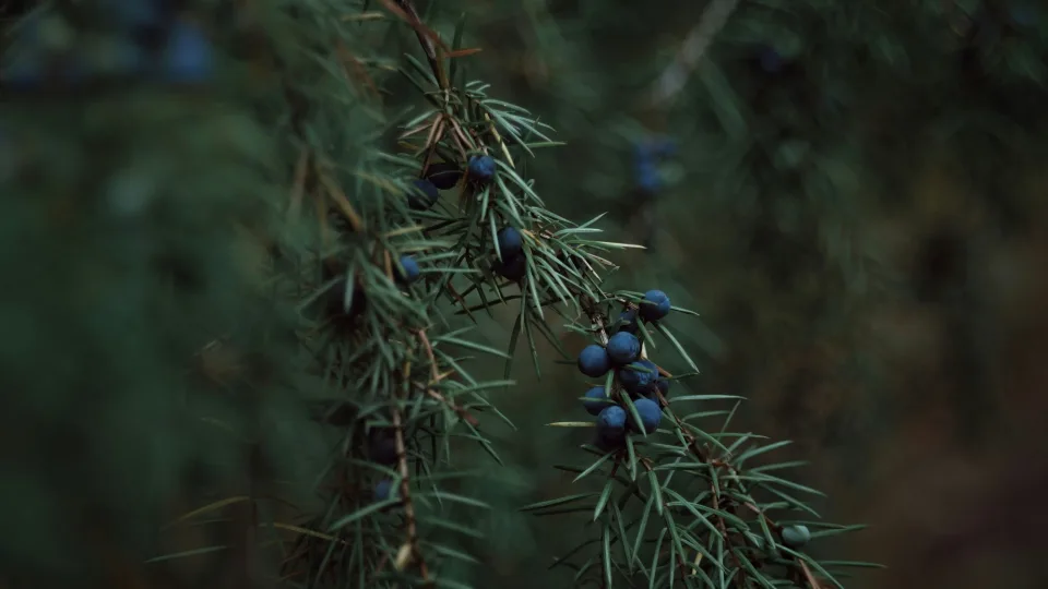 Sodininkų geidžiamiausia naujiena: koks augalas užkariauja Lietuvos kiemus ir parkus?
