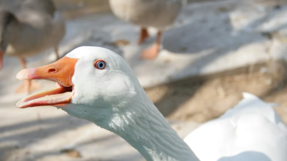 Ūkiams smogė nauja grėsmė: pavojingas paukščių virusas jau fiksuotas Lietuvoje