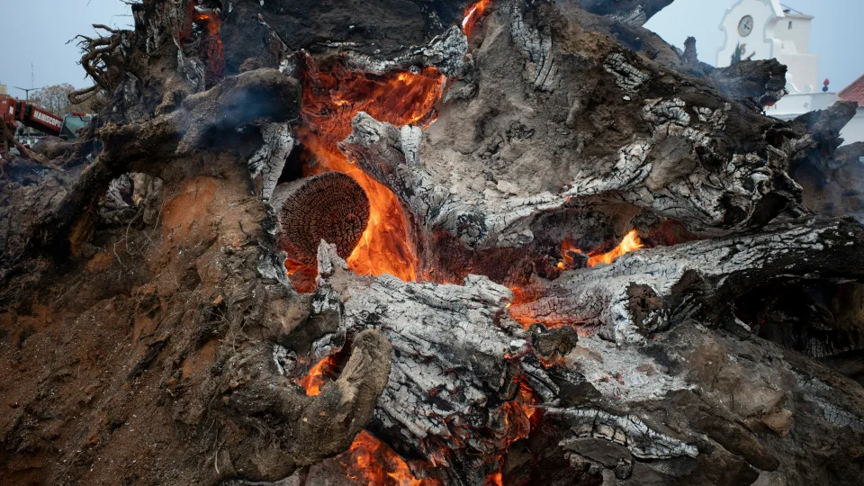 Šias atliekas žiemą išmetate, bet pavasarį jos būtų aukso vertės jūsų pomidorams