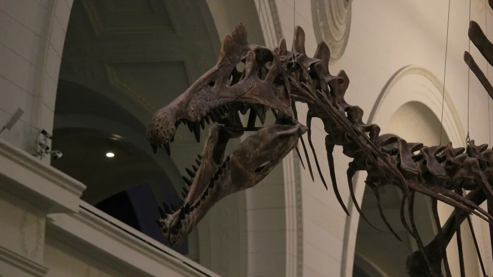 Mokslininkai atrado keisčiausią dinozaurą: jo kaukolė priminė krokodilą, bet tai dar ne viskas