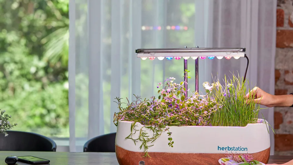 Šias gėles būtina sėti jau vasarį: sutaupysite pinigų ir turėsite stipresnius daigus