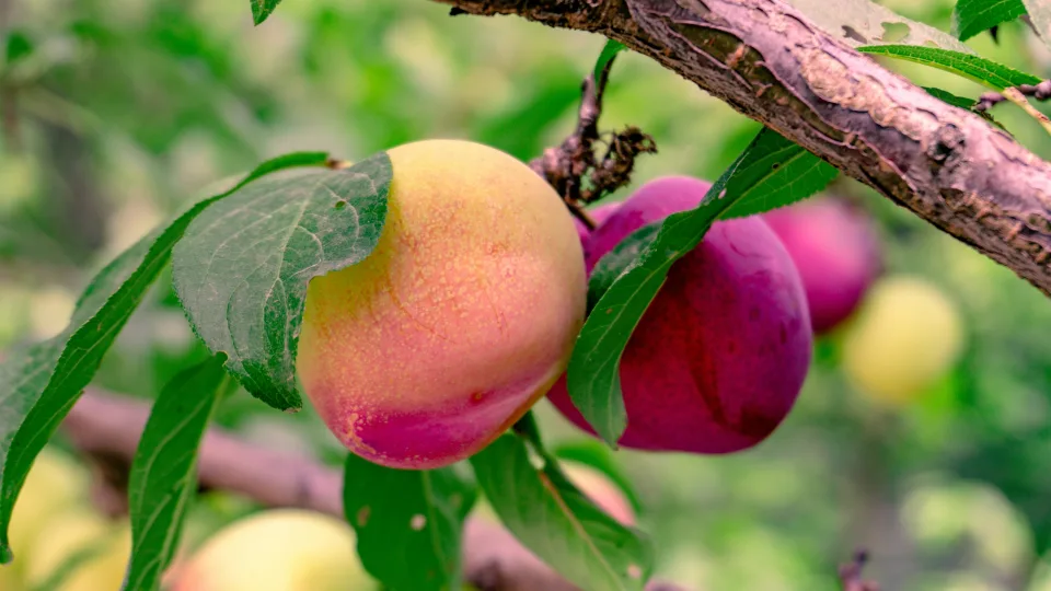 Slyvų liga naikina visą derlių: agronomai atskleidė paprastą būdą, kaip to išvengti