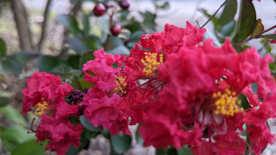 Neįtikėtina: ši gėlė žydi net 100 dienų, o su viena gudrybe žydėjimą galite padvigubinti