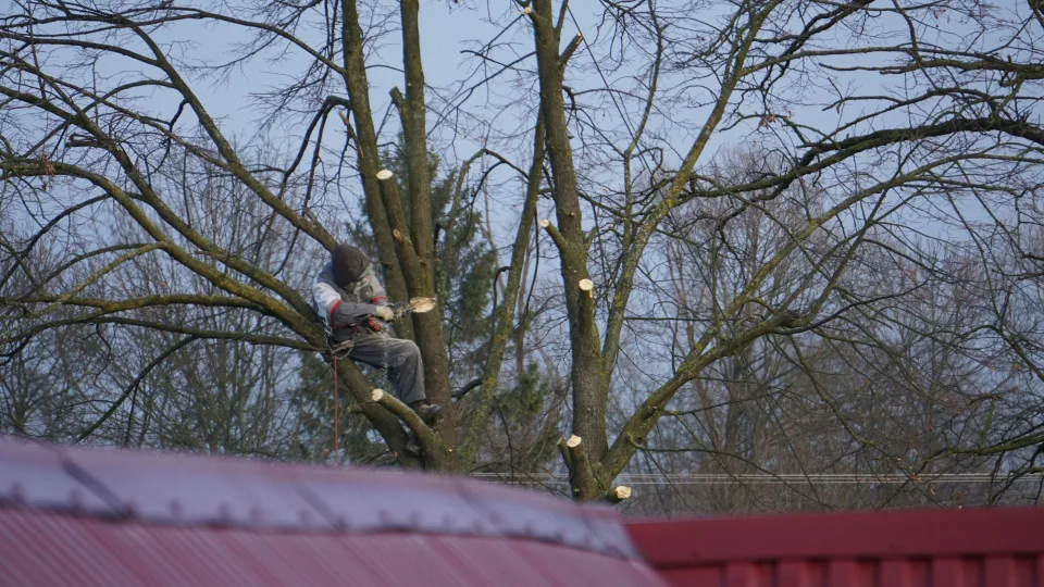 Daugelis po genėjimo daro vieną lemtingą klaidą: ši priemonė apsaugo medžius nuo žūties