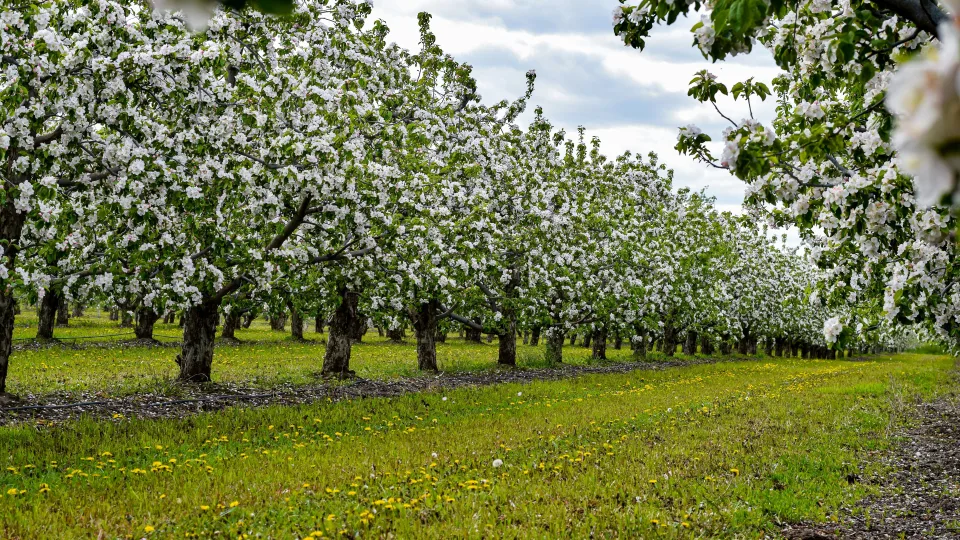 Sodinkite tai po obelimi ir nustebsite: derlius padvigubės, o medžiai bus akivaizdžiai sveikesni