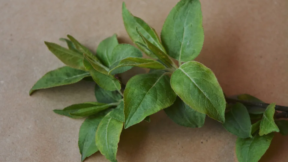 Šį prieskonį į arbatą deda vos vienetai: gerina virškinimą, ramina nervus ir reguliuoja cukrų