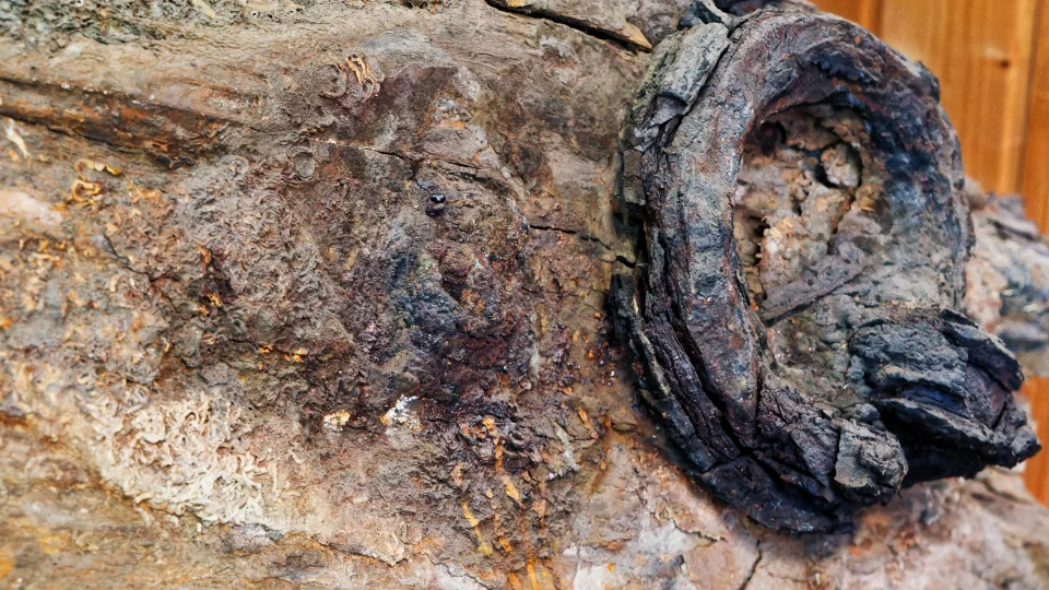 Evoliucija eksperimentavo ne tik su gigantais: rasta miniatiūrinė dinozaurų rūšis