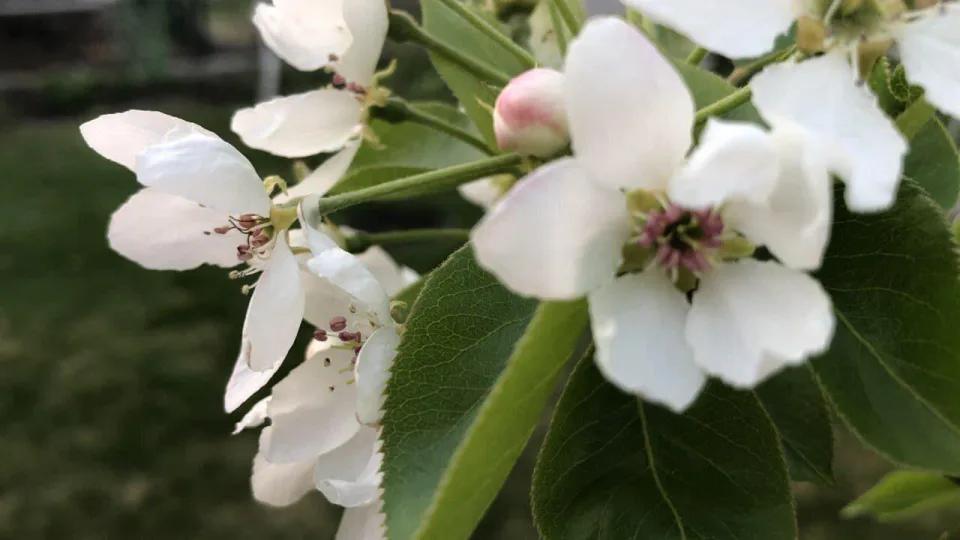 Senolių metodas grįžta: paprastas maisto priedas daro tai, ko nepadaro pesticidai