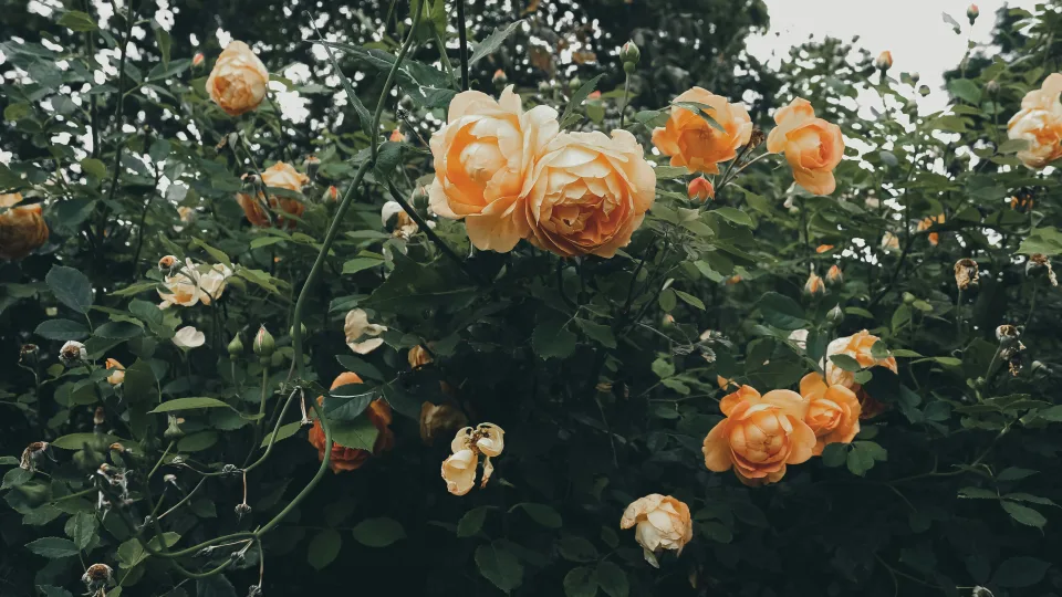 Kaip priversti rožes nuolat žydėti be genėjimo: paprastas, bet veiksmingas metodas