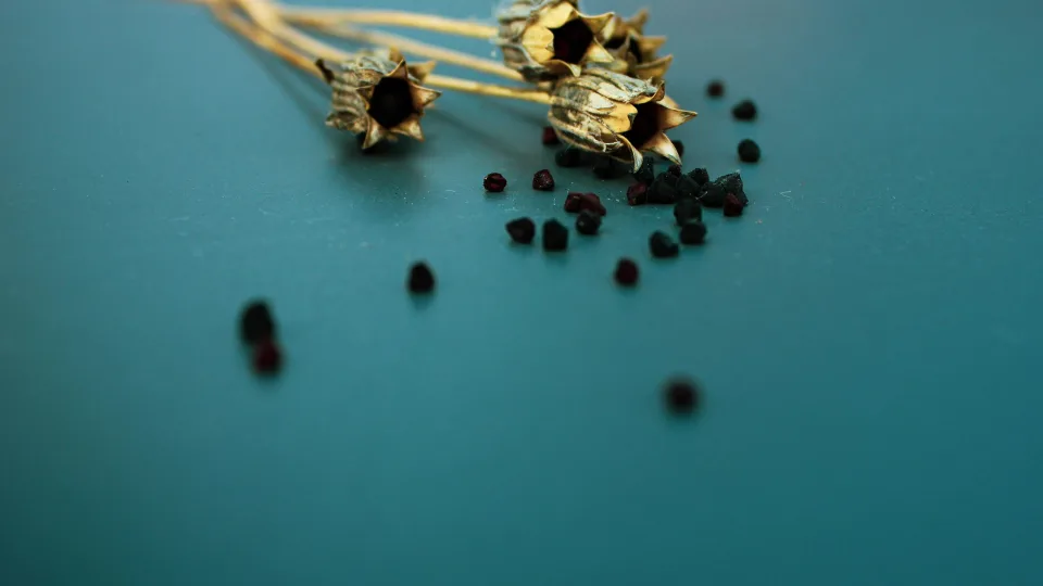 Kasdien geriu užpilą su šia prieskonine žolele: plaukai tapo stiprūs ir žvilgantys