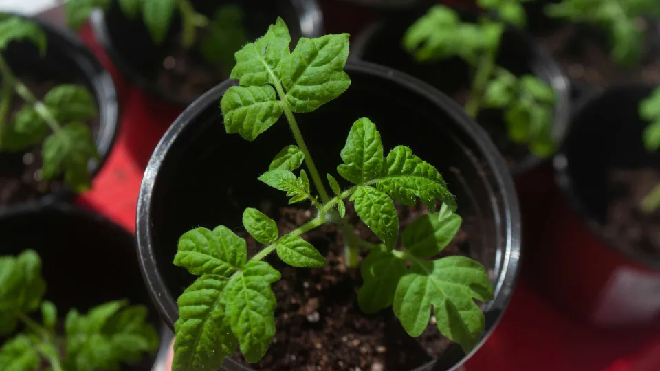 Pomidorų derlius padvigubėjo: viena sodinimo schema, kurią daugelis pamiršta