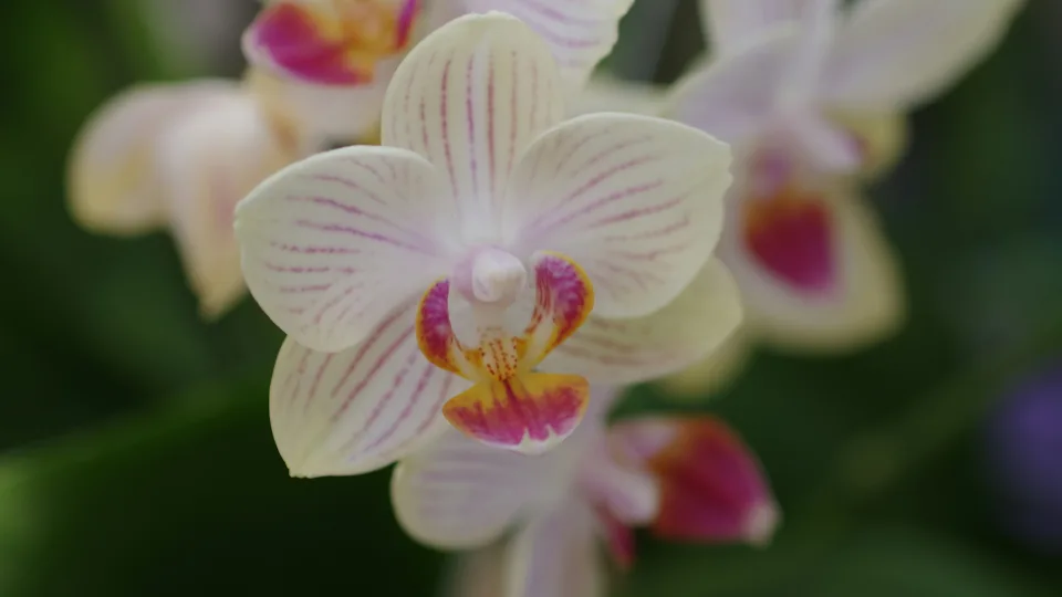 Paprasta priemonė iš vaistinės, padėjusi atgaivinti orchidėjas ir fikusus