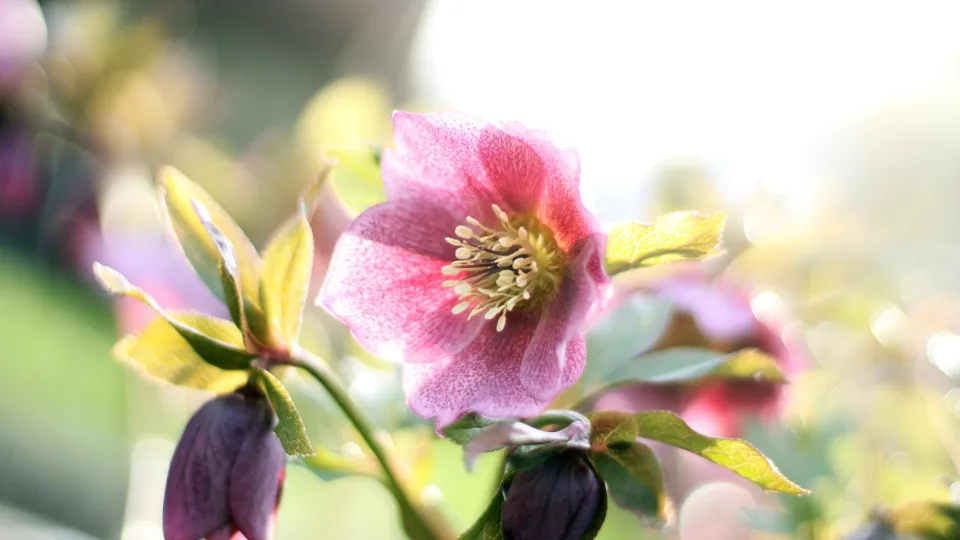 Unikalus daugiametis augalas žydi net vasarį: atsparus šalčiui ir stebina grožiu
