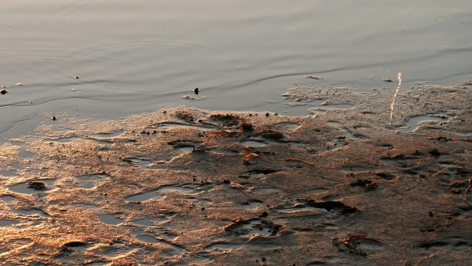 Mutuojantys parazitai pasiekė Europą: ekspertai perspėja dėl naujos tropinės ligos