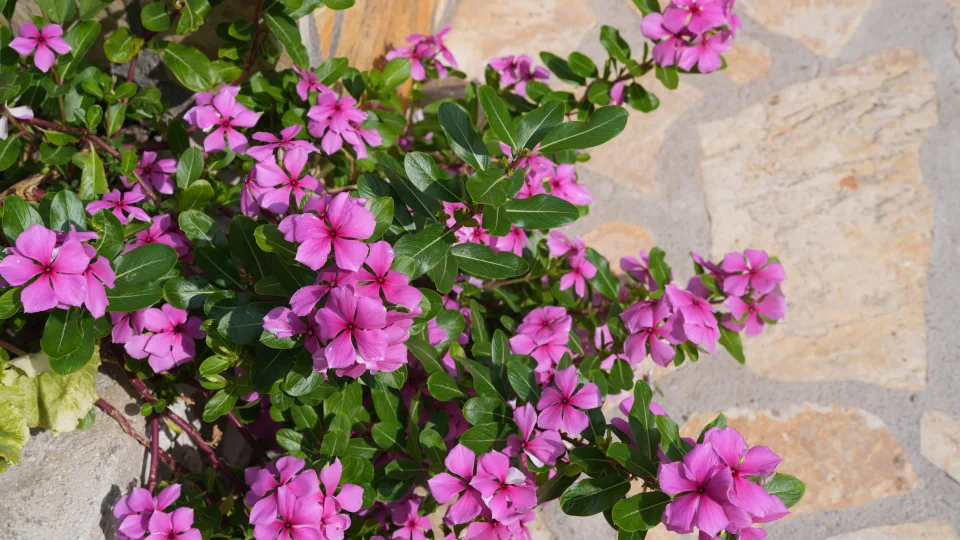 Pavargote nuo petunijų? Ši gėlė žydi iki pat šalnų ir nereikalauja daug priežiūros