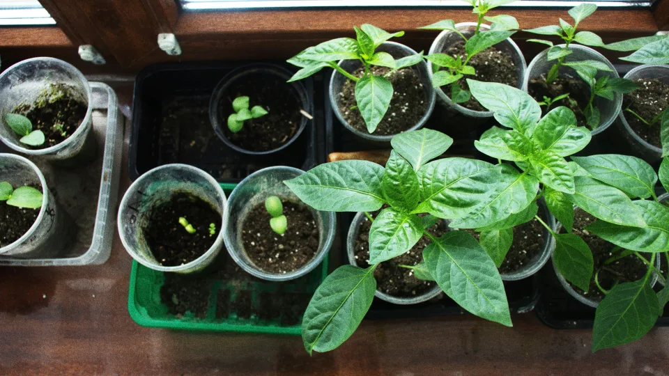 Kaip atgaivinti silpną papriką? Paprastas triukas, kuris davė rezultatą