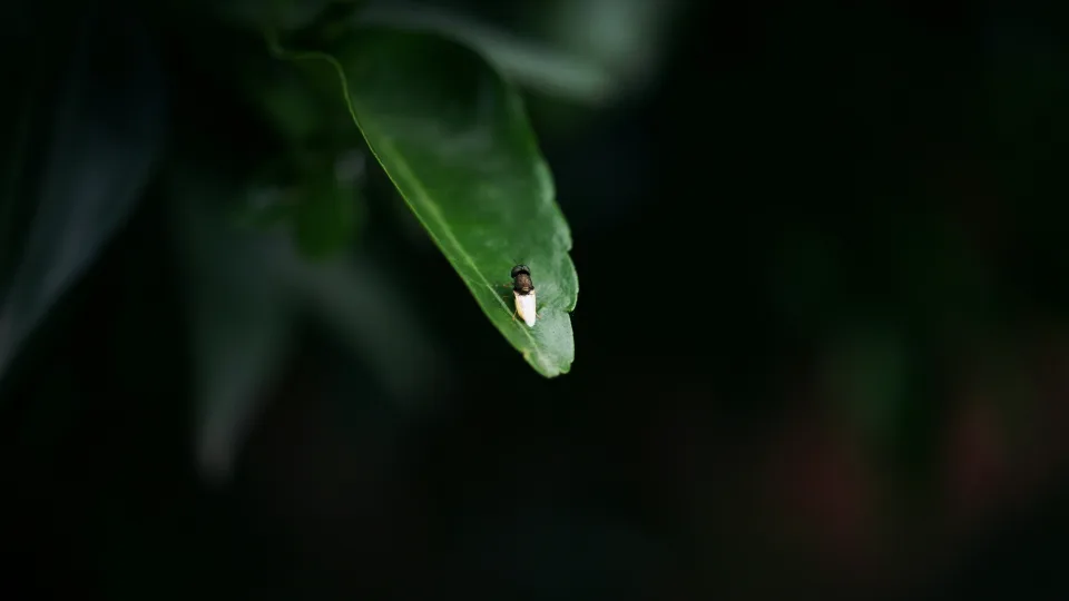 Kodėl vienoje žemėje knibžda muselės, o kitoje jų nėra? Atsakymas paprastesnis nei manote