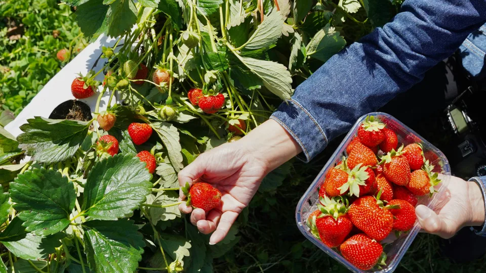 Visą laiką darėte klaidą: ką pasodinti po braškių, kad žemė atsigautų ir duotų gausų derlių