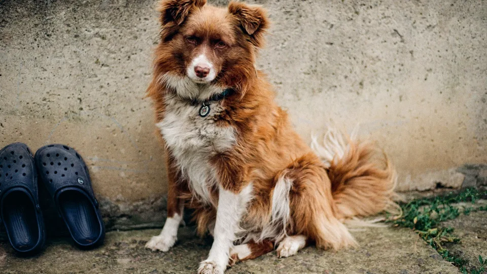Karas Ukrainoje pakeitė šunis taip, kaip mokslininkai nesitikėjo: pokyčiai šokiruoja tyrėjus