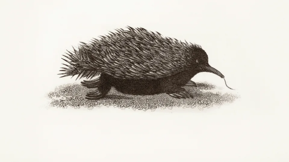 Kinijoje aptiktas ežiuką primenantis dinozauras su spygliuotais „šarvais"