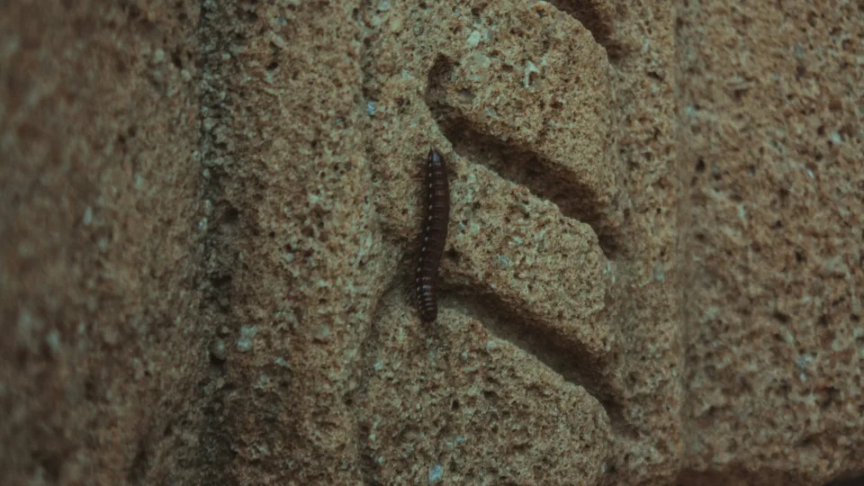 Šokiruojantis radinys Anglijoje: 1500 metų senumo kardas slepia paslaptingus runų užrašus