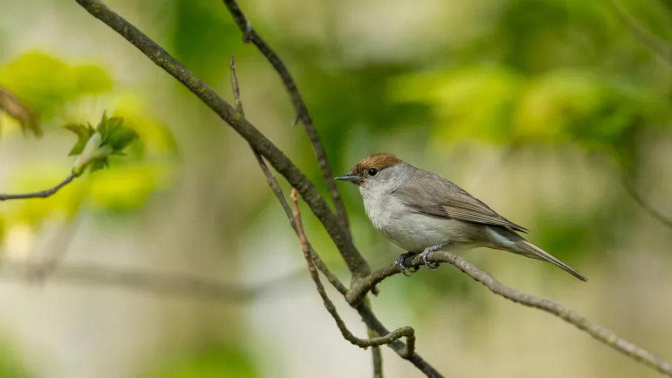Lietuvos sodus užkariauja paukštis, kurio balsas primena fleitą: jis tapo 2026 metų simboliu