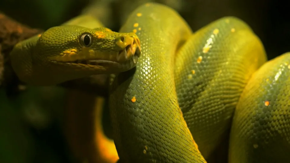 Šokiruojantis atradimas: mokslininkai pagaliau išsiaiškino, kodėl gyvatės mėnesiais nejaučia alkio