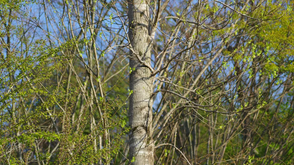 Kodėl lietuviai kas pavasarį skuba rinkti beržų sulą? Nauda, apie kurią daugelis nežino