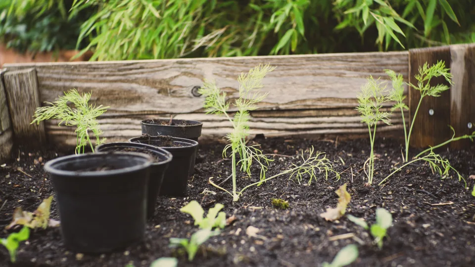 Patyrę daržininkai tai daro prieš kiekvieną sėją: rezultatas matomas greičiau nei tikitės