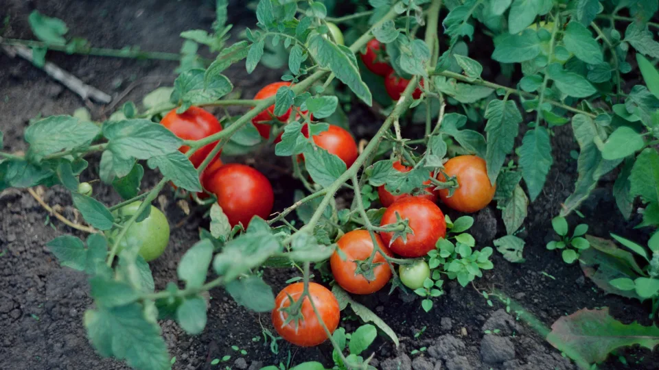 Patyrusios sodininkės patarimas: štai ką reikia įberti į duobutę, kad pomidorai derėtų
