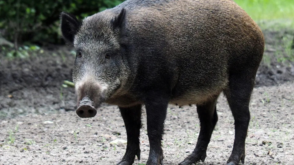 Fukušimos zonoje plinta neįprasti šernų hibridai: mokslininkus nustebino jų prisitaikymas