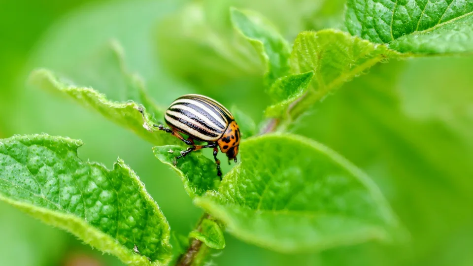 Senas močiutės metodas veikia iki šiol: kolorado vabalai dingsta iš bulvių lysvių savaime