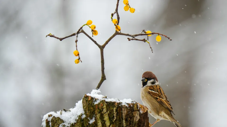 Stingdantis šaltis jų nepalauža: mažyčių paukščių išgyvenimo paslaptis pribloškė mokslininkus